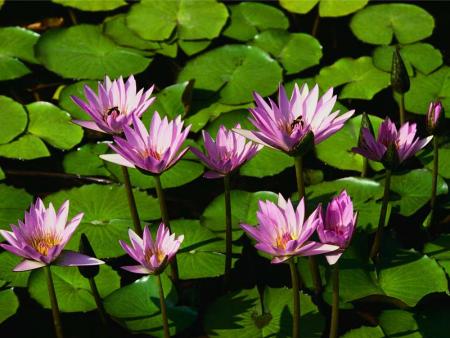N&eacute;nuphar